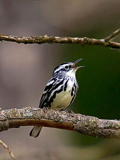 Bird-P