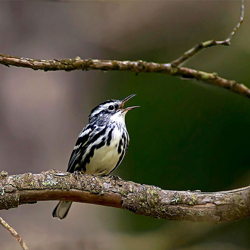 Bird-S