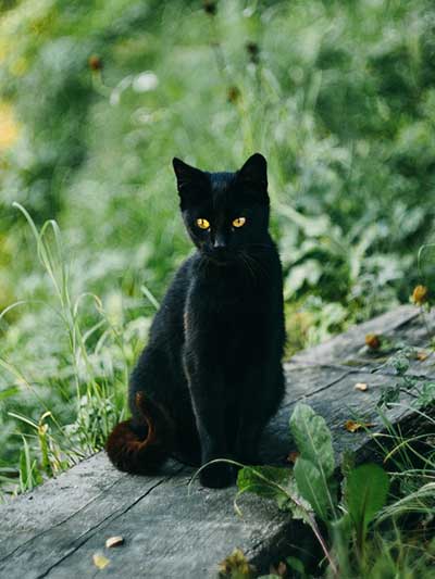 Black-Cat-P