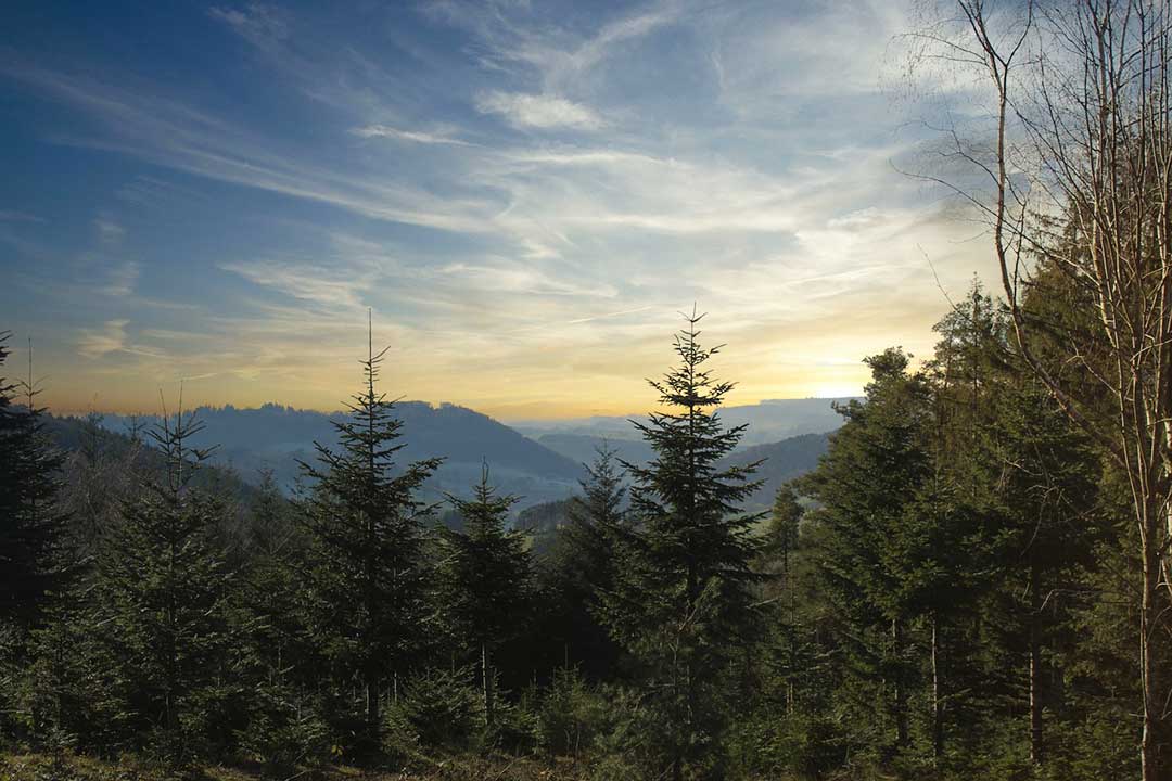 Black-Forest-2-L