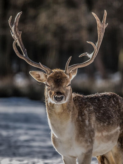 Deer-P