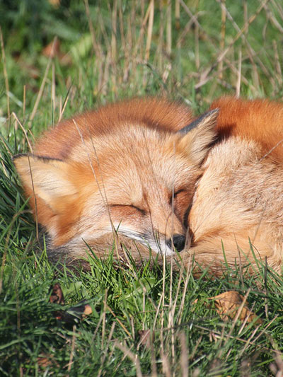 Fox-P