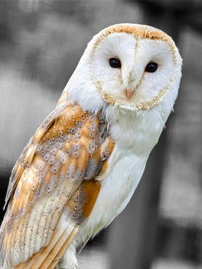 Owl-1-P