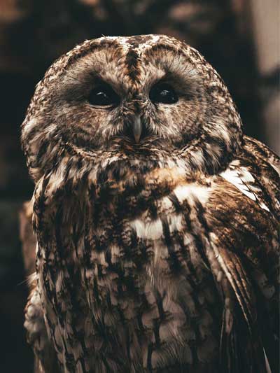 Owl-2-P