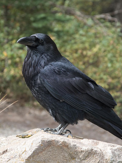 Raven-P