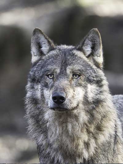 Wolf-P