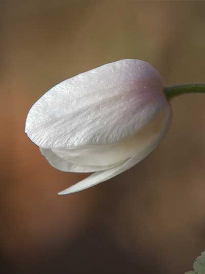 Wood-Anemones-P
