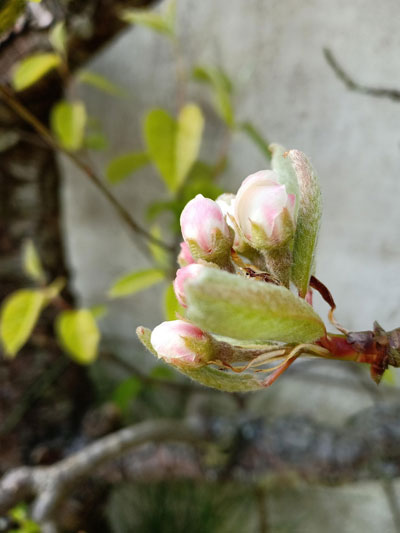 Apple-Blossom-P