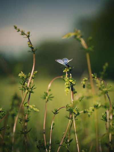 Butterfly-P