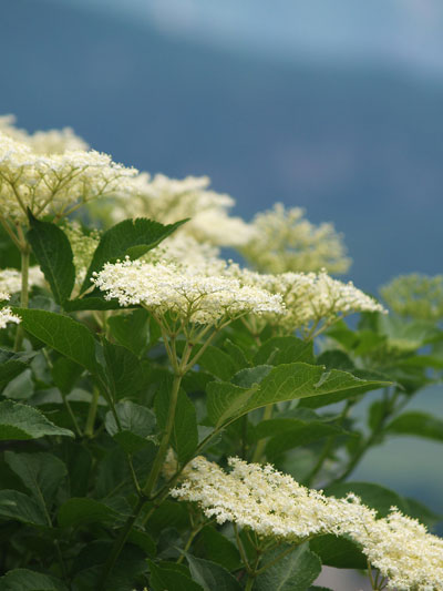 Elderberry-P