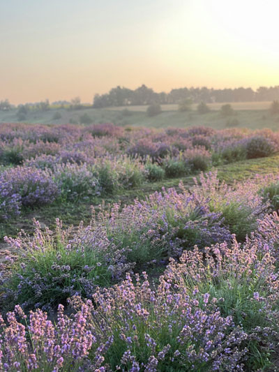 Lavender-field-P