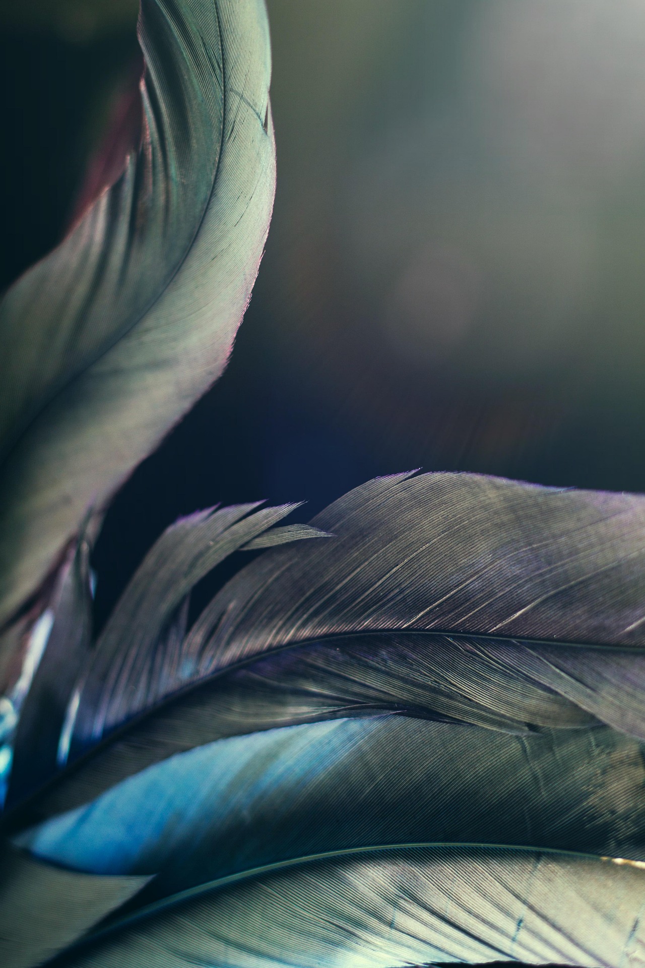 feather-4718580_1920