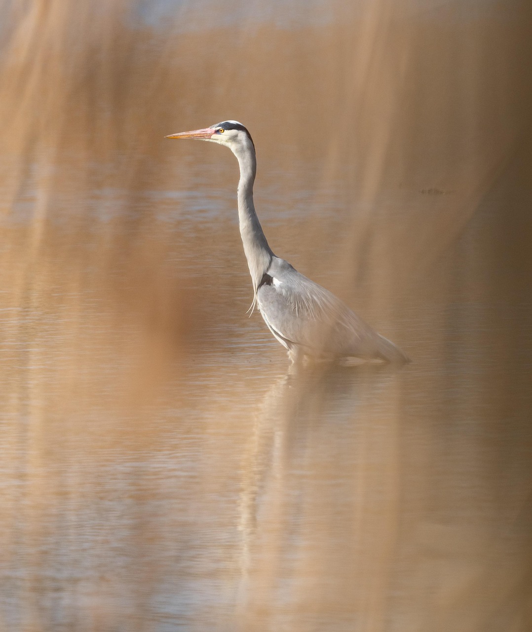 heron-5182567_1280